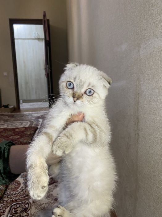 Mushuk zoti toza