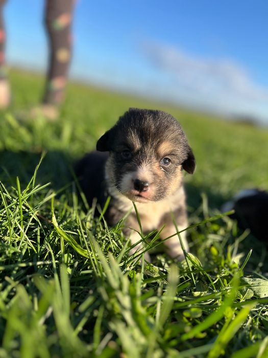 Cățel  Corgi Pembroke