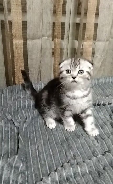 Шикарная девочка Фолдик.