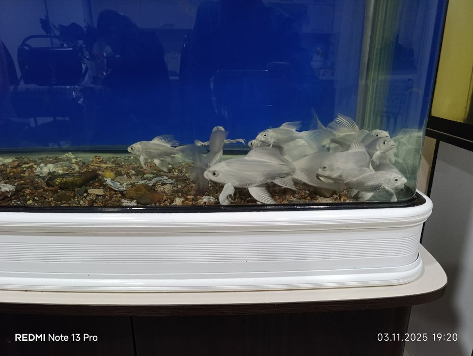 Коля баликлари сотилади