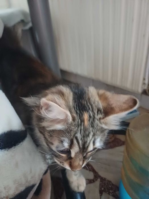 Две котета женски