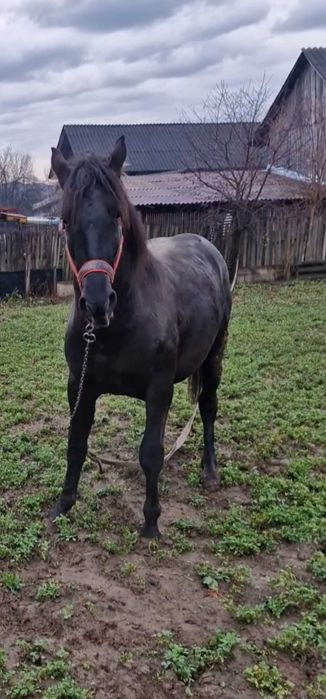 De vânzare Armăsar de 18 luni