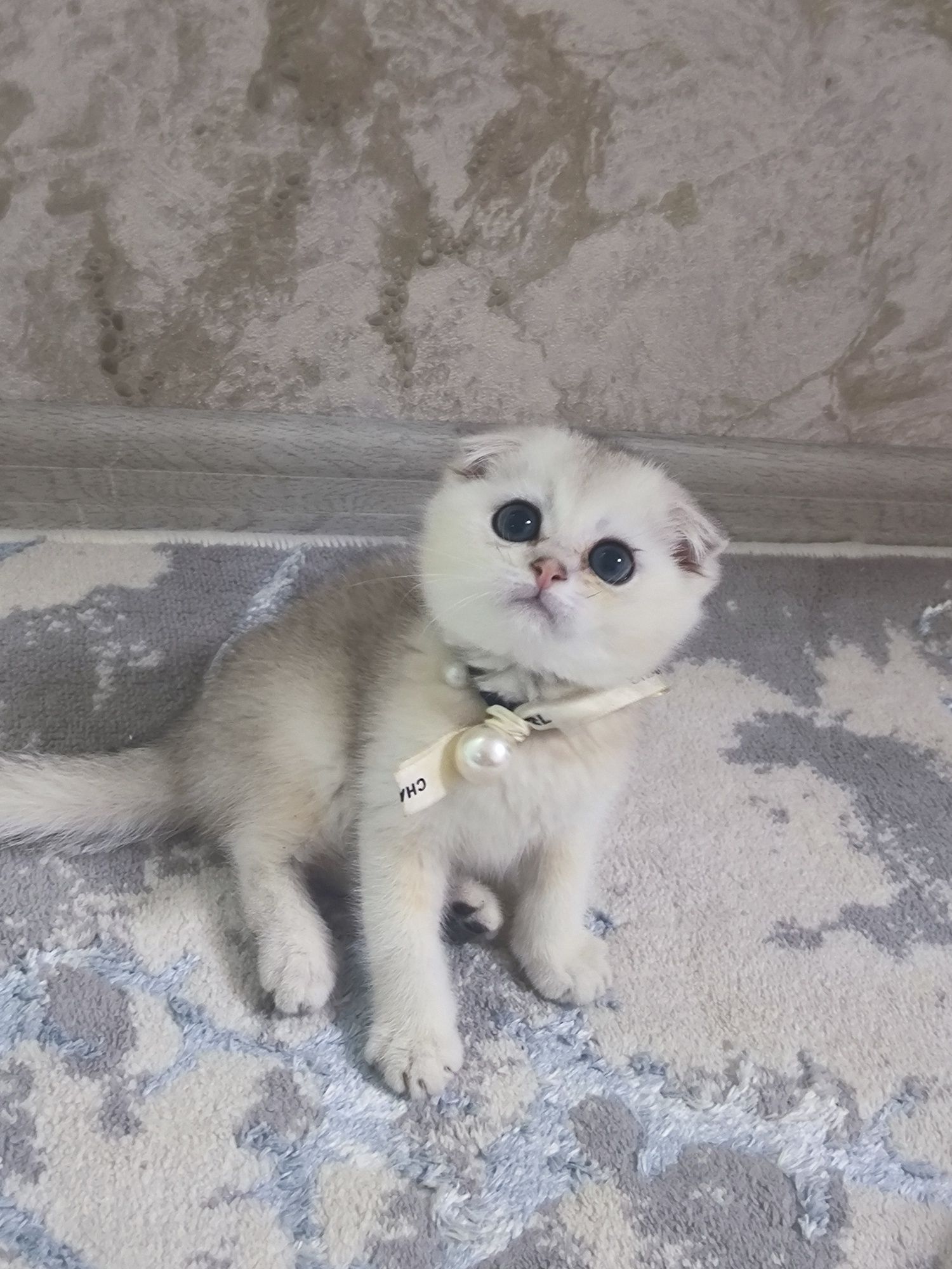 Котята чистокровные