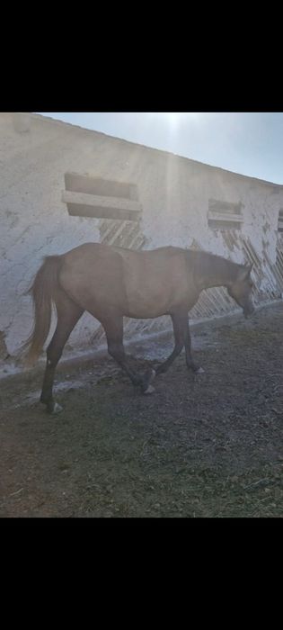 Ассалаумағалейкум