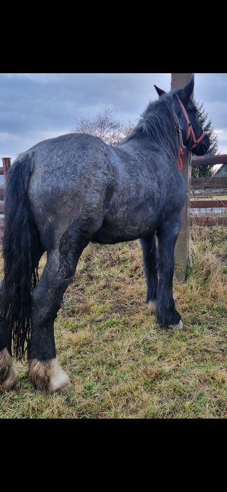 Vând mânză de 2 ani