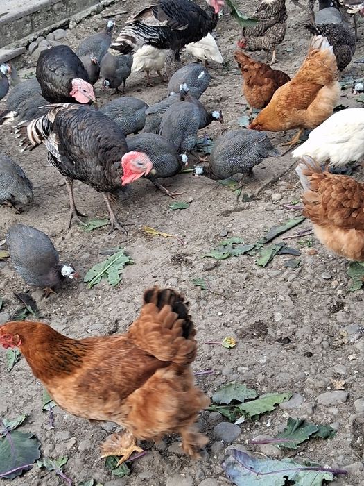 Gaini,bibilici si curci de casa!