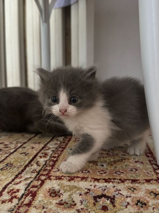 Котенок 2 мес отдам в хорошие руки