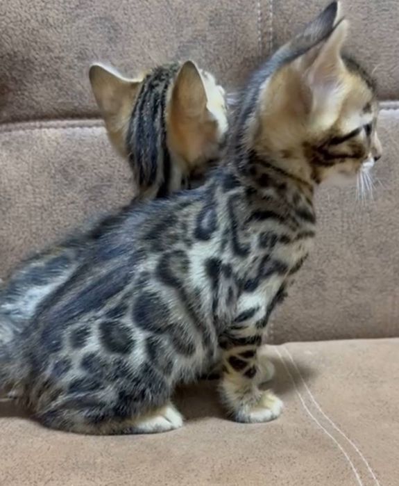 Bengal mushukchalar