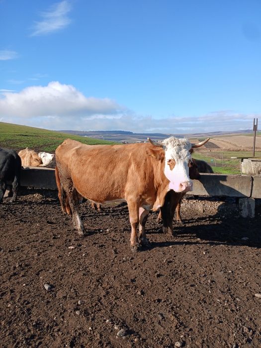 Vaca de vanzare.