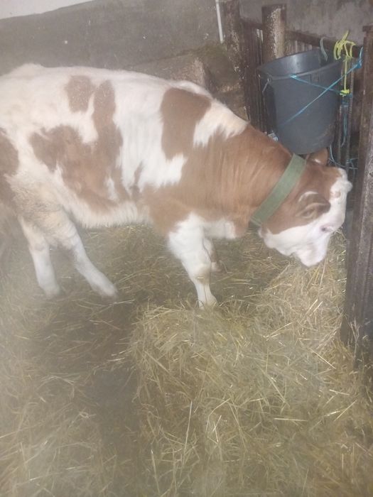 Vând taurasi de doua luni jumate