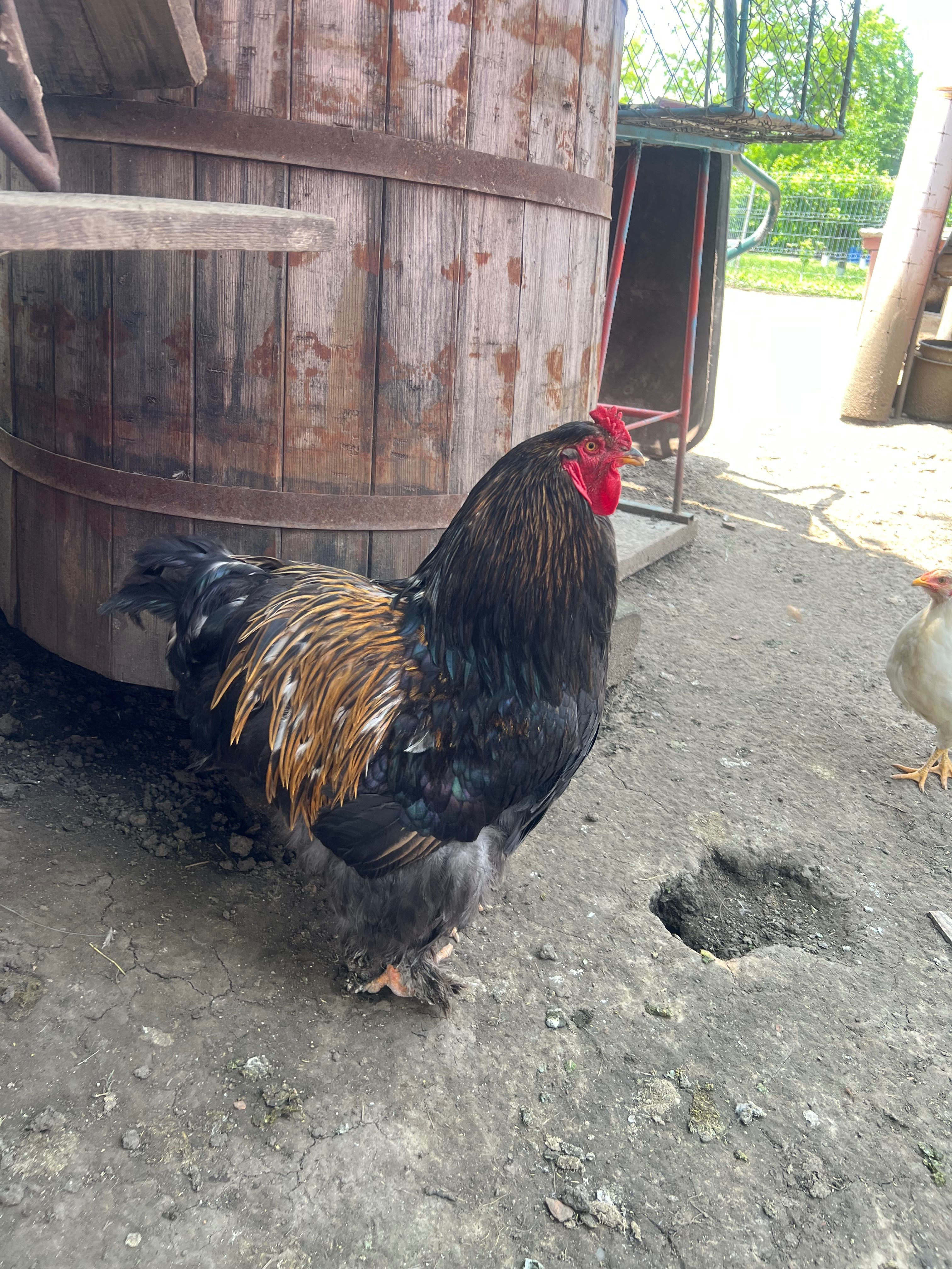 Vând ouă brahma 5 lei bucata