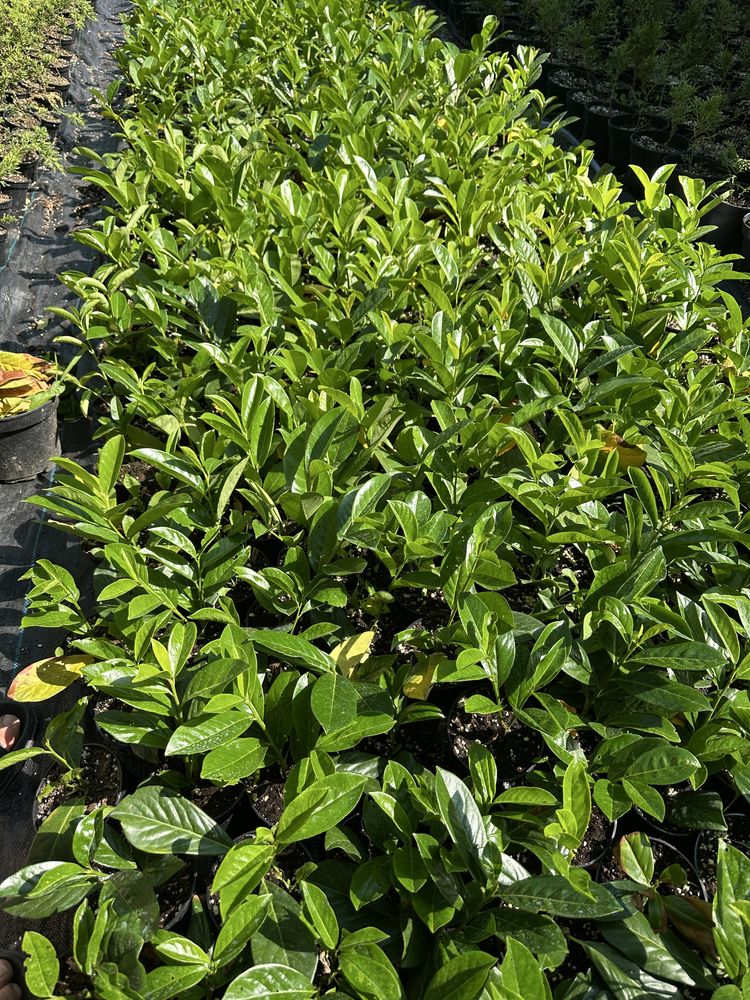 Laur englezesc, prunus laurocerasus, plante ornamentale, leylandi,