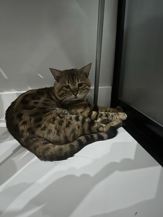 Продам Бенгальского кота