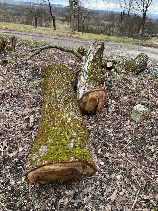 Vând lemn de nuc( buștean) tăiat în toamnă