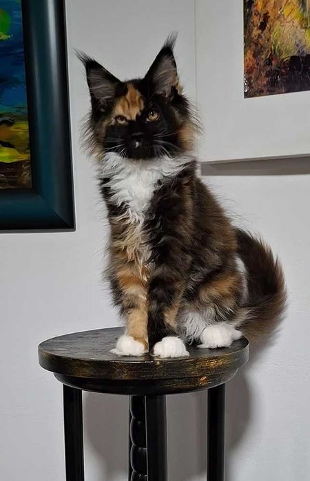 Felisa Autorizata WCF-rasa Maine Coon-Pedigree-Timisoara