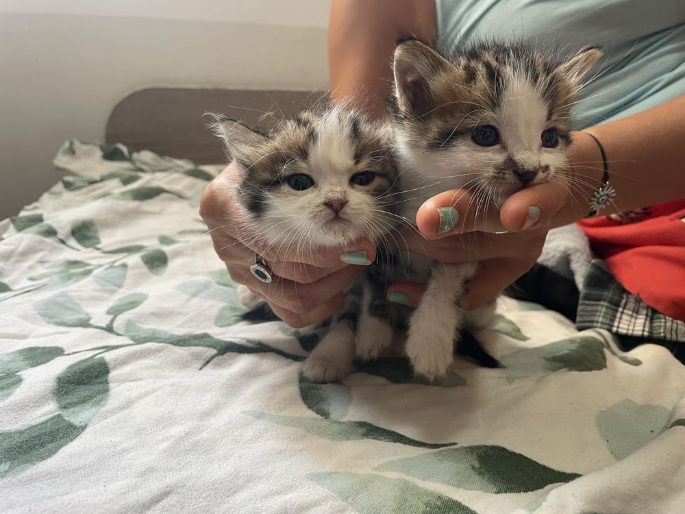 Котета-бебенца подсрявам