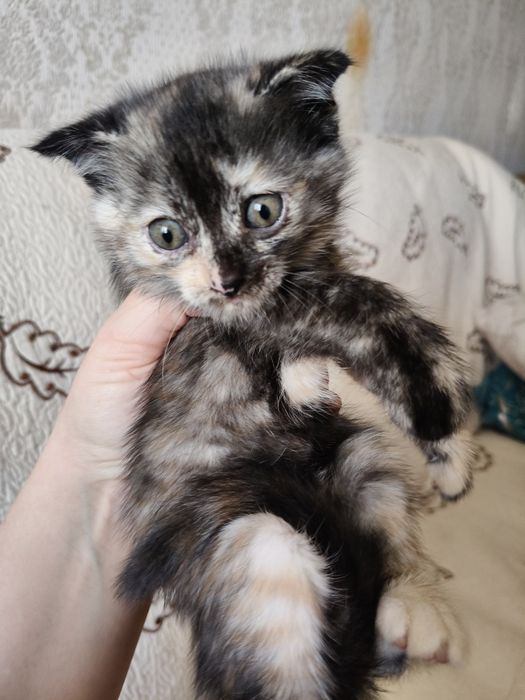 Котенок в добрые руки