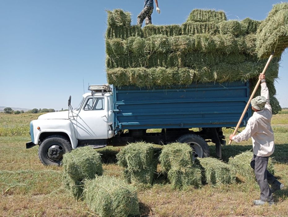 Люцерна Клевер Высший Чистый