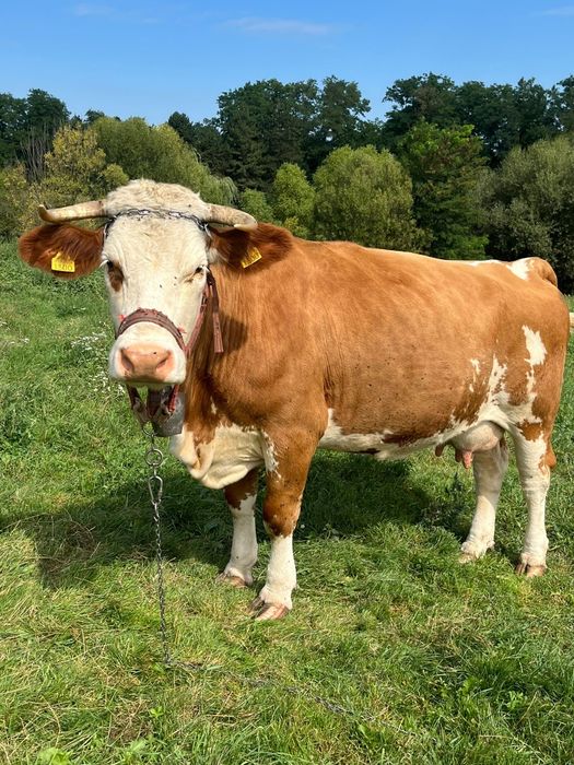 Vând vacă  gestantă in 2 luni cu al 3 vițel, pascatoare, blândă