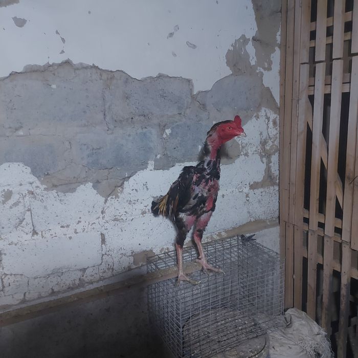 Корейц 1.5год Шпорист  крупный