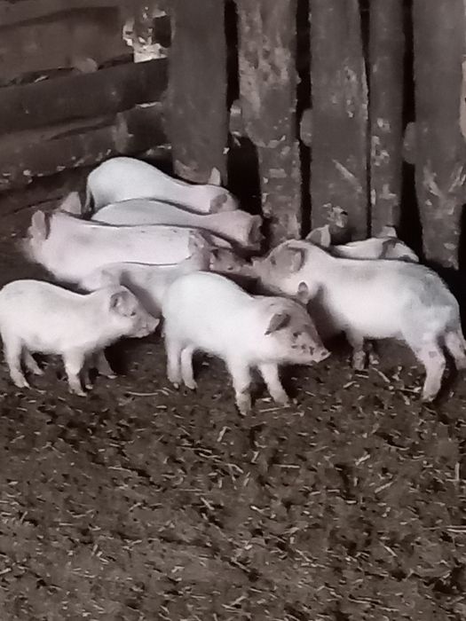 Продам поросят месячных