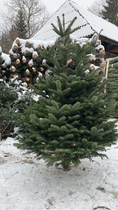 Brazi de craciun in en-gros 150 pana la 5 m