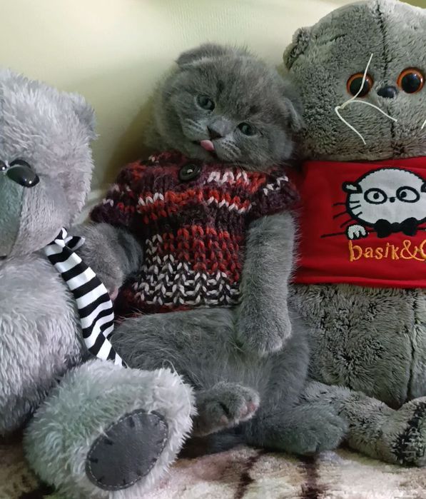 Продаются котята породы шотландский скоттиш фолд!