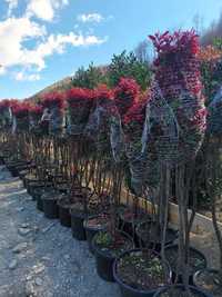 Photinia Red Robin diferite dimensiuni