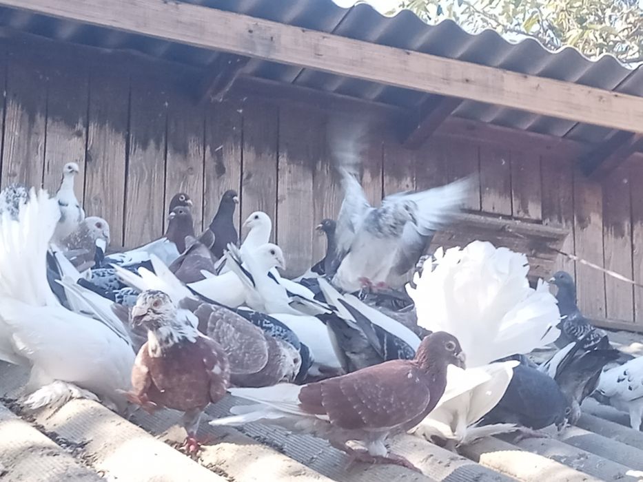 Porumbei de vânzare