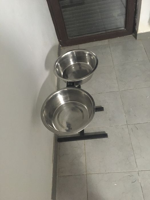 Castroane catei de talie medie-mare