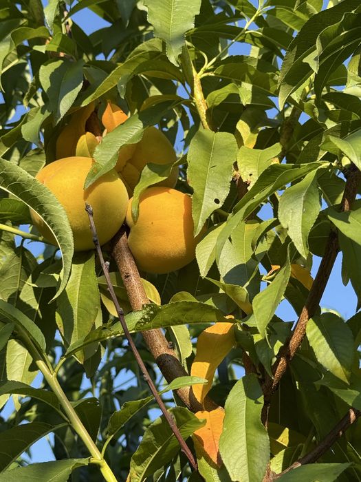 Pomi fructiferi la ghiveci!