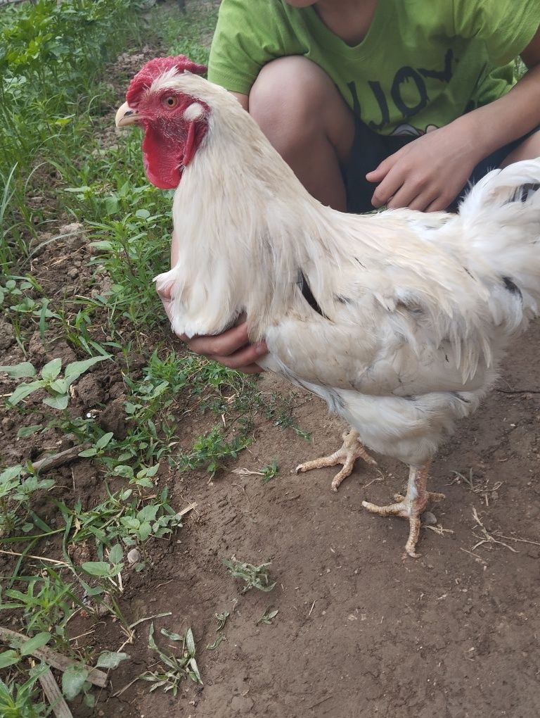 Tovuq xorozlar sotiladi