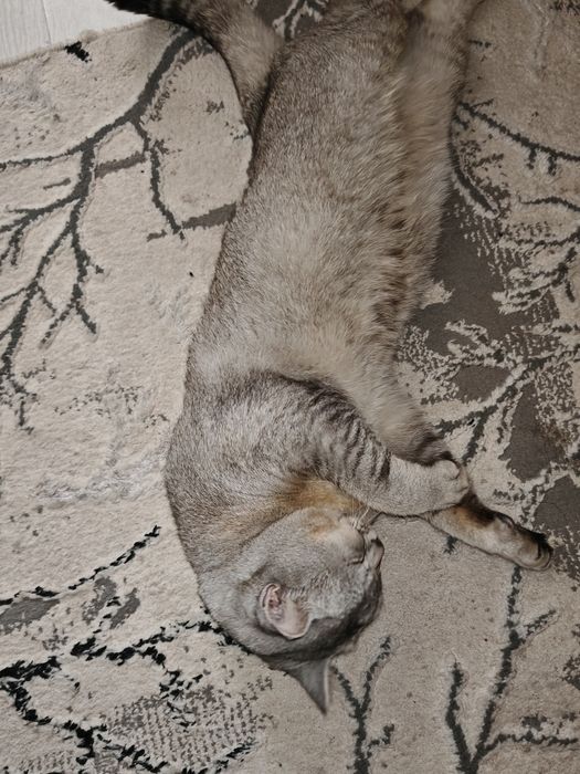 Мраморный шиншила