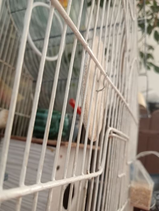 Vând peruși cu Colivie,cuibar, accesorii,os de sepie și mâncare
