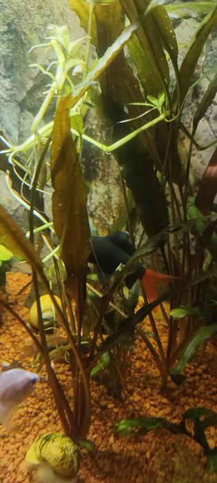 Labeo bicolor peste de acvariu