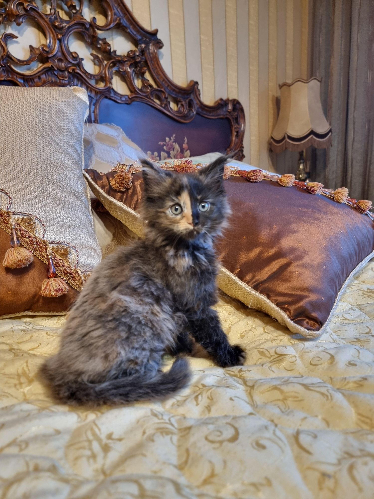 Мейн куун котета