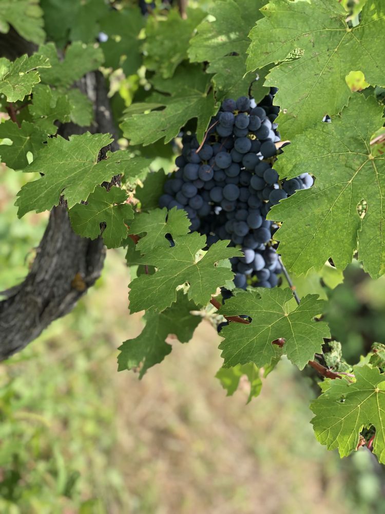 Vând struguri de vin producție 2023