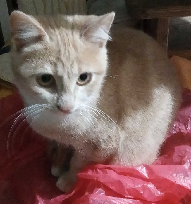 Три малки котенца.заедно или поотделно