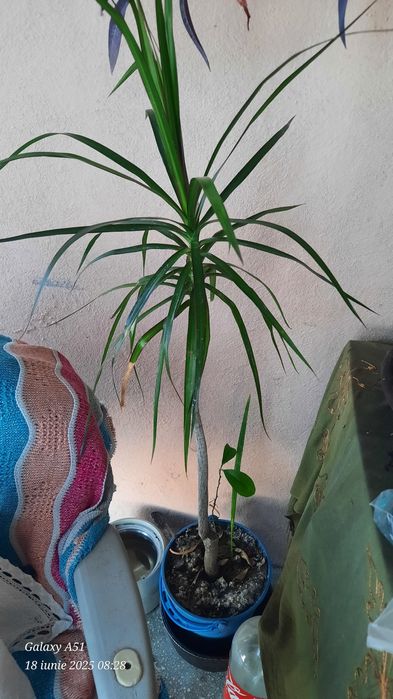 Planta de interior Dracena