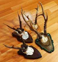 Set decorativ de trofee de caprior_55 ( cerb, lopatar, siberian )