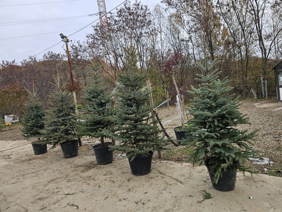 Brazi. Verzi și arginti