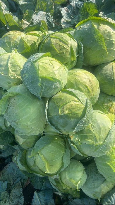 Vand varza de Buzău în cantitati mari!