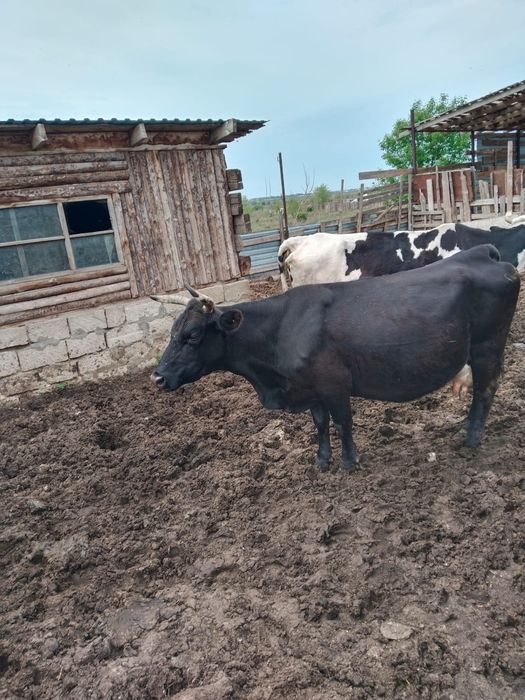 Продам коров ...