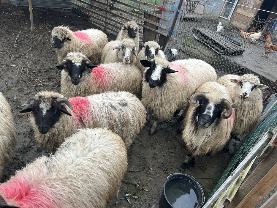 Oi tinere turcane breze ofer transport!