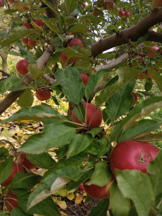 Mere Idared și Florina pentru consum, 2025