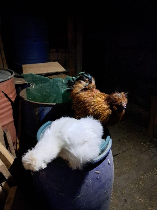 Vând găini de rasa