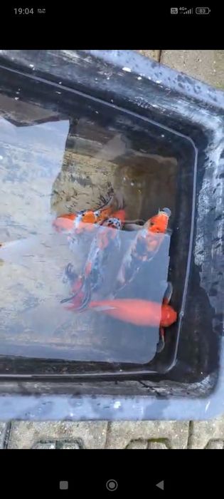 Vand crap koi si caras auriu