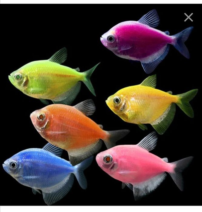 Данио и Тернеции Глофиш