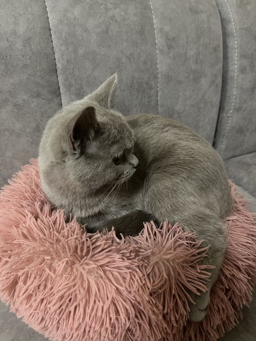 Британская кошка 9 мес