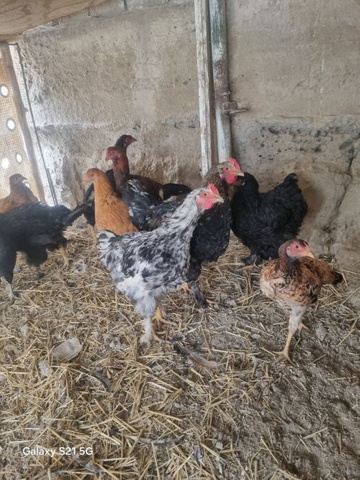 Brama jo'jalar sotiladi